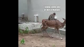 Monkey Rides Deer