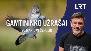 Gamtininko užrašai. Į misiją surasti balandžių jauniklius išsiruošęs Čepulis