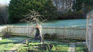 Man vs Small Tree.  Attempting to Uproot a Small Tree Without Tools.