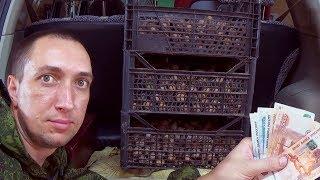 #2 Сколько Можно Заработать на ОРЕХАХ?