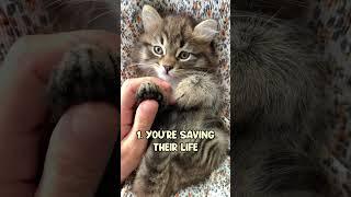 3 Powerful Reasons to Adopt a Cat Instead of Buying One  #catshorts #catlover #cats #catholic