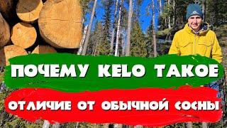 Почему kelo такое? Отличие от обычной сосны. СК Строим Дом Мечты.