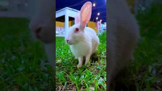 Cute Bunny Rabbit Eating Grass  Rabbit Grass Eating Sound is Melting Your Heart |Baby Tube #shorts