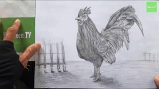 How to Draw a Chicken, pencil art, MitGreen TV