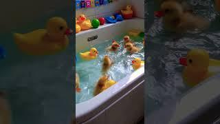 It’s Duck Friday! Let’s Splash! #funny #cute #duck #short #lol #funnyanimals #viralvideo #shortvideo