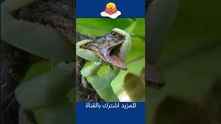 فرس النبي  بروس لي عالم الحيوان   2