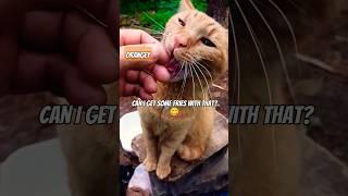 What!?"Just A Taste!" Adorable Orange Tabby Cat #shorts