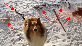 Why does Rough Collie Jessie bring branches and some trash under the front door?