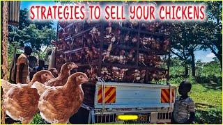 How to Sell Your Chickens and Make Millions