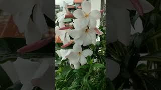 Flowers in my balcony in October #gardening #balconygarden #plants #flowers#balconygardener