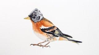 Painting a finch in watercolor | brambling sketches + detailed illustration