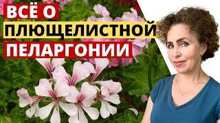 Плющелистная Пеларгония секреты и особенности ухода.