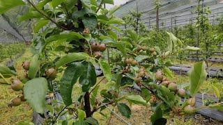 Fruit thinning on M9 Rootstock. Crop load management.