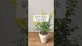 봄맞이 분갈이 방법 알려드려요