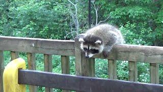 Tuesday two baby raccoons showed up at the diner