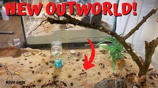 Bull ant outworld! Brevinoda upgrade. Ant Keeping