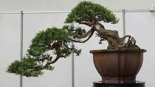 China - National - Bonsai tree - Collectors’  - Exhibition - part 1|| vtv bonsai thieu hau.