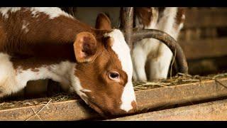 How to Feed Newly Weaned Calves