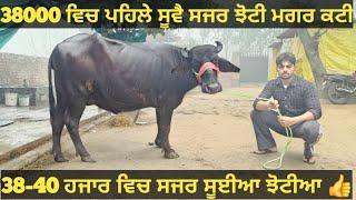 ਸਸਤੇ ਭਾਅ 2 ਮੱਝ ਵੀਕਾਓ। Buffalo for sale/vadiya farm/17-11-24