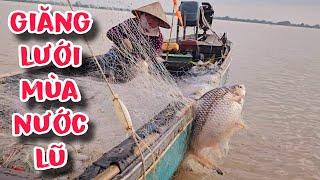 Nước Tràn Bờ Đê , Cá Lủi Đầu Vào Lưới | #66TV #fishing