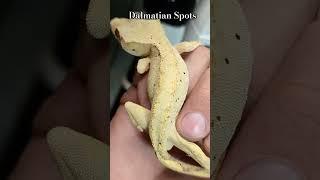 Crested Gecko Dal spots! #crestedgecko  #pet #reptiles