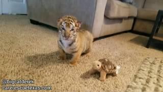 BABY TIGERS! | WATC 520