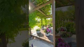 Японский сад в Краснодаре Часть 2 #японскийсад #краснодар #краснодарскийкрай #japanesegarden