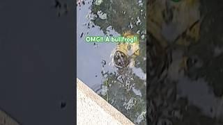 Hi Mr bullfrog
