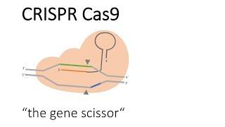 CRISPR Cas9 - the "gene scissor"