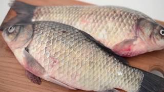 סימני כשרות בדגים - הרב זמיר כהן | Kosher Signs in Fish - Rabbi Zamir Cohen