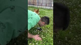 У меня же брекиты ‼️больше юмора в тг: Корги сырок