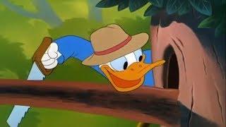 ᴴᴰ Pato Donald y Chip y Dale dibujos animados - Pluto, Mickey Mouse Episodios Completos Nuevo 2018