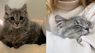 Rescued street kitten finds her forever home