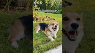 Who are you today? 🩰#corgi  #puppy #shorts