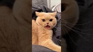 funny cats  episode 107 #shorts