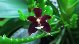 Phalaenopsis cornu-cervi red