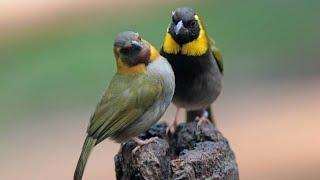 CUBAN MELODIOUS FINCH|Cuban finch breeding||MPS Cage Set-up||Exotic Cuban Finch