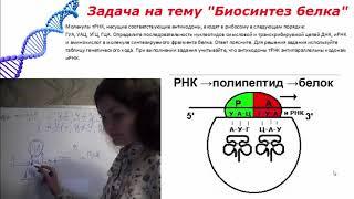 Подготовка к ЕГЭ по биологии. Задача на тему : "Биосинтез белка" № 6. Антипараллельность