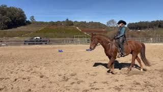 Learn To Recognize A Smooth Gait From A Bouncy Gait (Gait vs Pace or Trot) - Gaited  Lesson Online