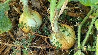 I Wish I Had Known THIS About Growing Onions!