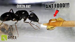 Giving a NEW & HUNGRY ANT COLONY Its First Meal Ever (Heart-Warming REACTION)