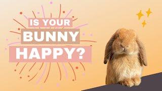 10 signs your bunny is happy