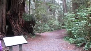 very big cedar tree in WA