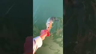 Caccia alla spigola ultimo episodio pt1 #pesca #pescaspinning #spigola #branzino #seabass #daiwa