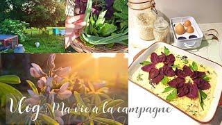 Vlog #1 Ma vie à la campagne, légumes du jardin et petit tour à la ruche