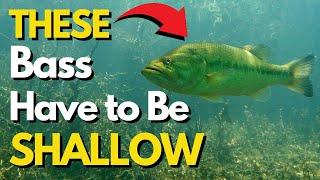 These Factors Drive Bass Shallow All Summer | Summer Bass Fishing Tips