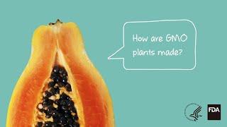 Agricultural Biotechnology: How Are GMO Plants Made?