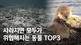 얘가 멸종하면 생태계가 초토화된다고? 핵심종 TOP3!