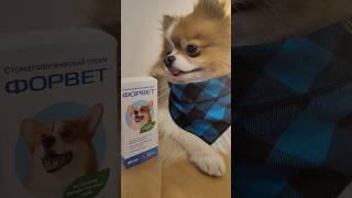 #форвет #стоматология #милота #щпиц
