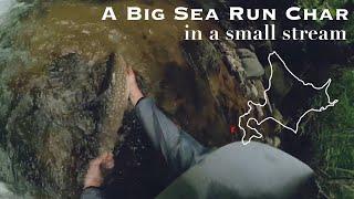 小渓流の遡上アメマス / A big sea run char in a small stream